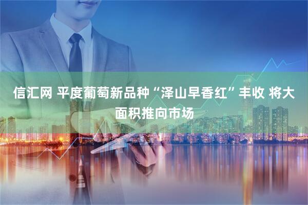 信汇网 平度葡萄新品种“泽山早香红”丰收 将大面积推向市场